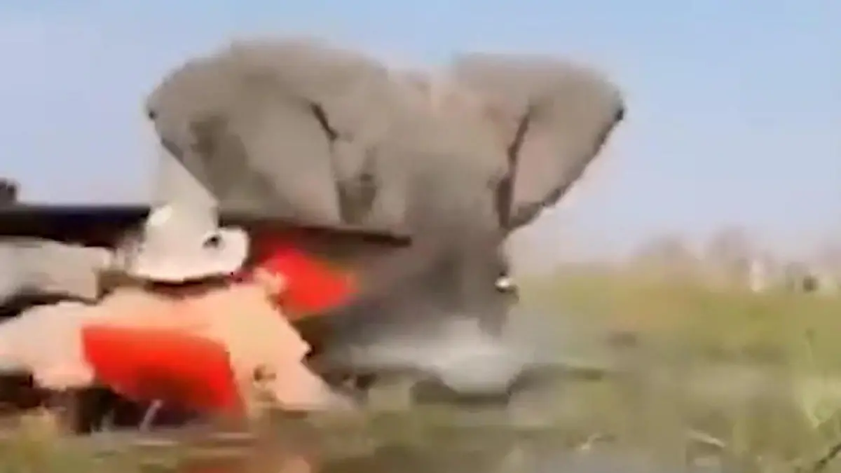 Elefantenbulle geht auf Touristen los – Safari-Guides lassen sie einfach im Stich! Frau unter Wasser gedrückt