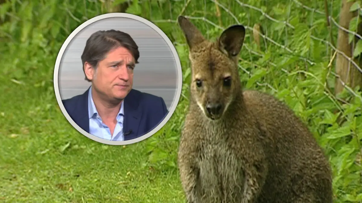 Känguru hüpft durch Berlin und Brandenburg
