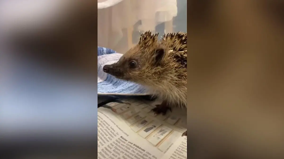 Igel