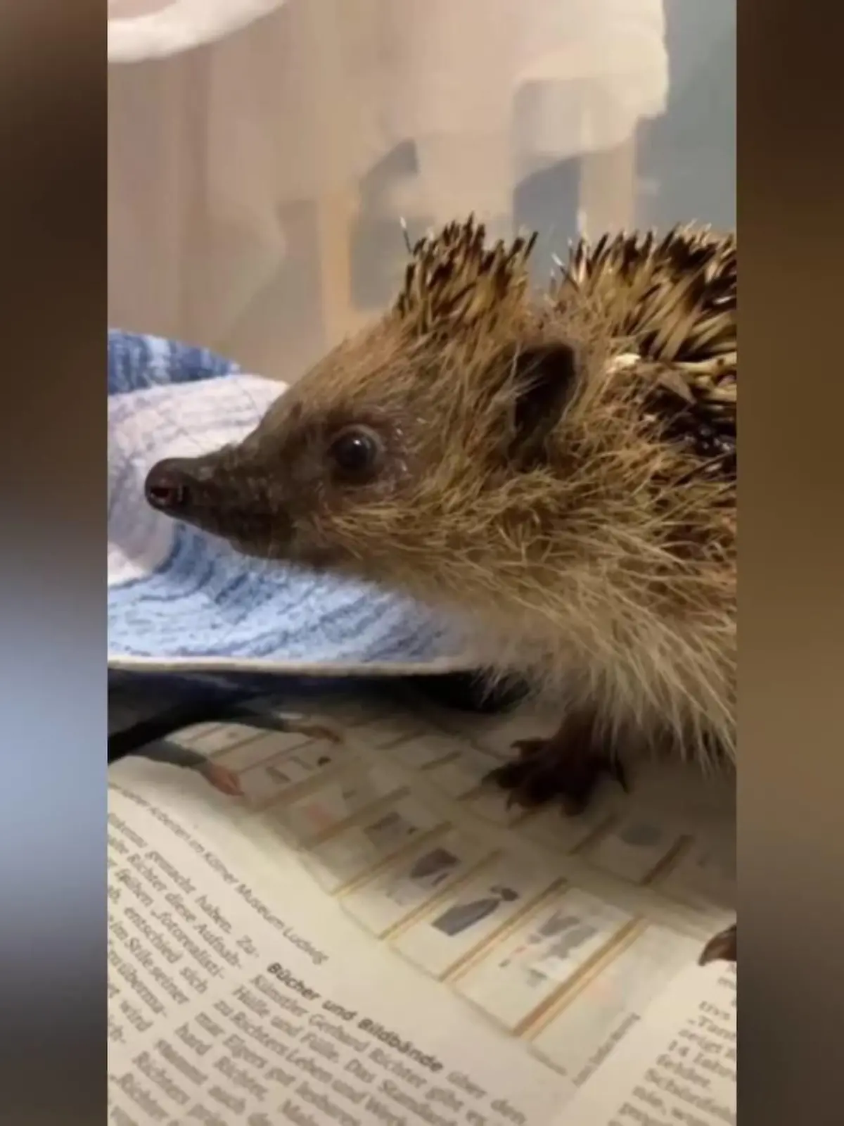 Igel