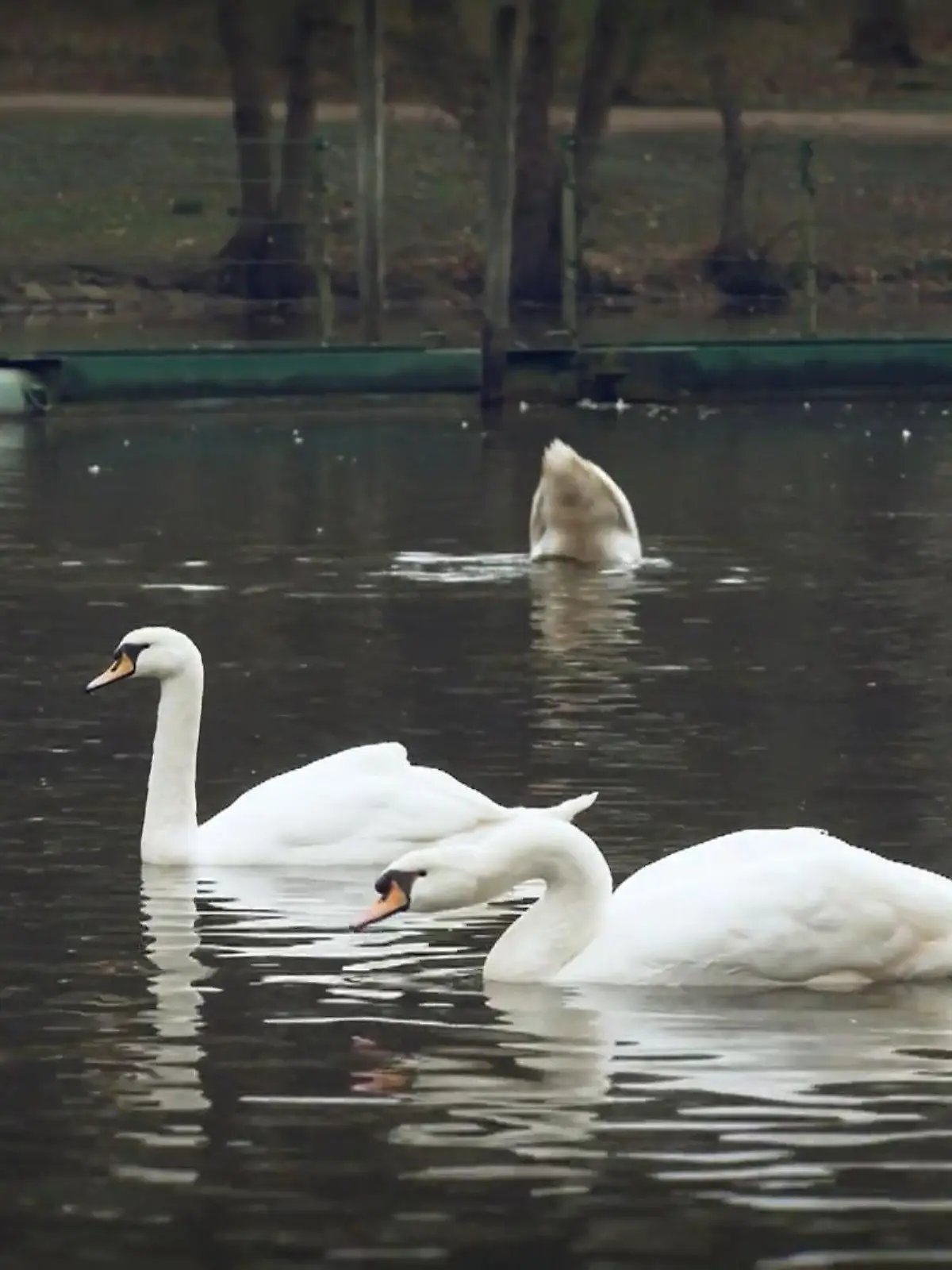 Bild zu: "Kritik an sieben Millionen teurem Tierquartier in Hamburg"