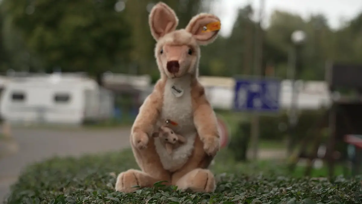Keiner kann es aufhalten! Känguru ausgebüxt Berlin-Kladow – das Australien Deutschlands