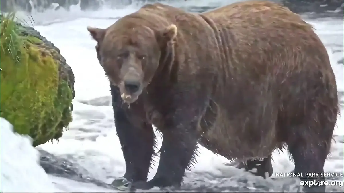 Braunbär Chunk gewinnt „Fat Bear”-Wahl Trotz gebrochenem Kiefer