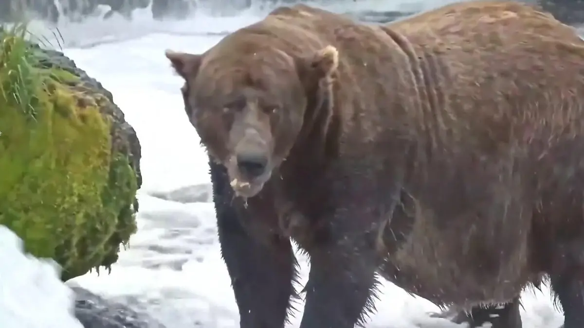 Braunbär Chunk gewinnt „Fat Bear”-Wahl Trotz gebrochenem Kiefer