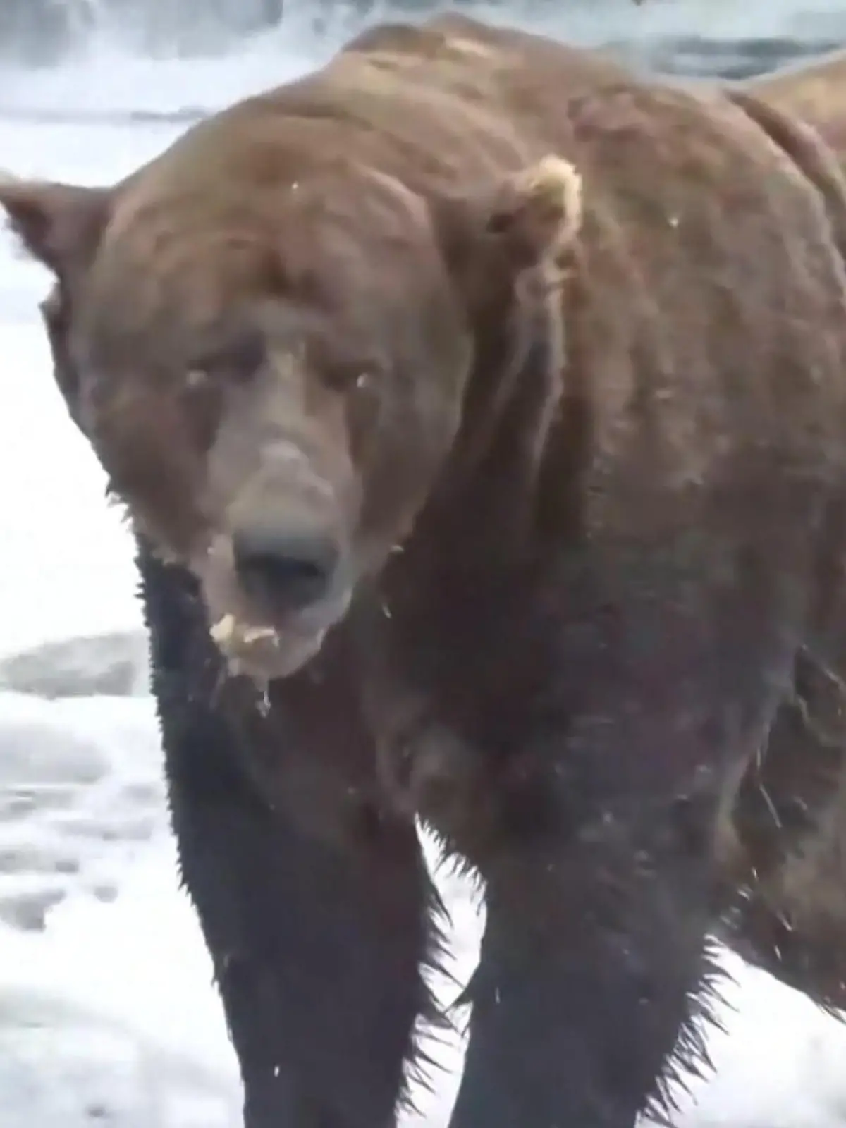 Bild zu: "Braunbär Chunk gewinnt „Fat Bear”-Wahl"