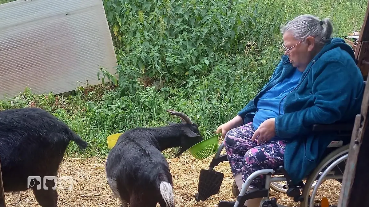 Frank Weber kümmert sich erneut um gerettete Ziegen in Hamburg Einsatz für Tiere