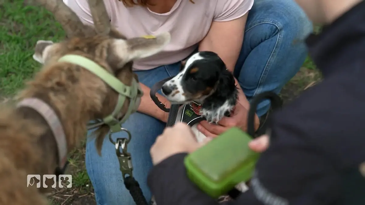 Boo trifft zum ersten Mal auf Schweine und Ziegen Neue Begegnungen