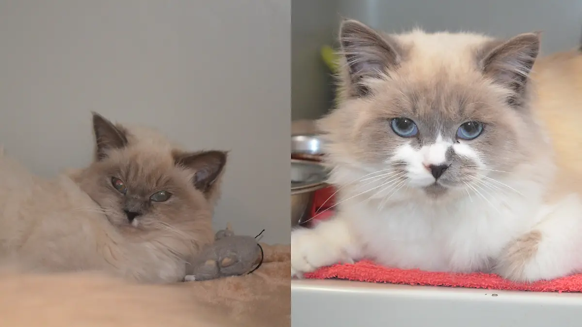 Diese beiden Katzen suchen ein neues zu Hause.