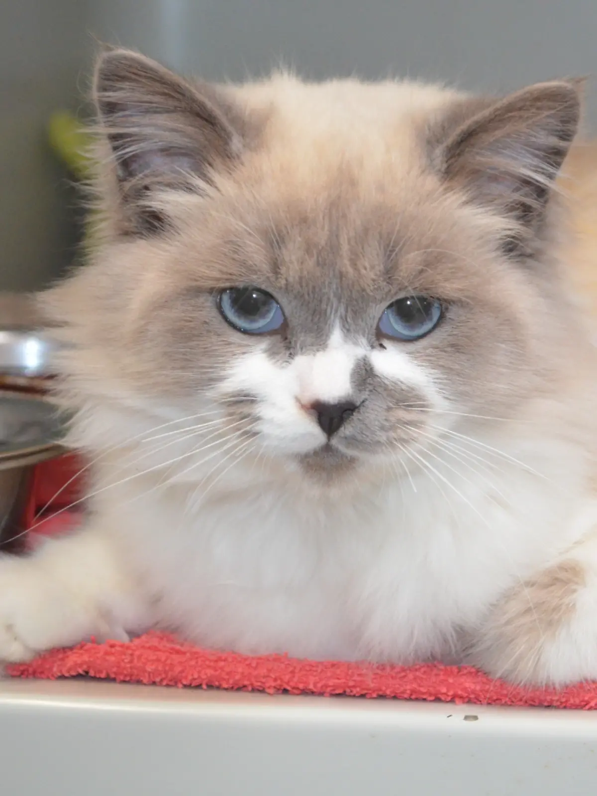 Bild zu: "Wie herzlos! Fahrer wirft Katzen einfach aus dem Auto"