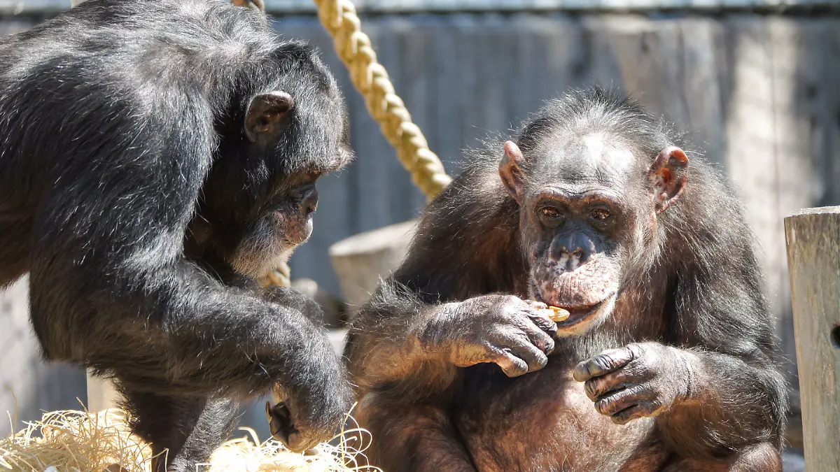 Schimpansen im Krefelder Zoo