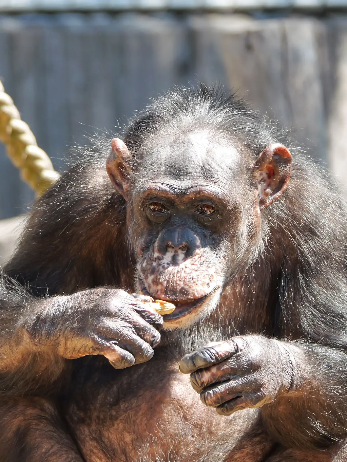 Schimpansen im Krefelder Zoo
