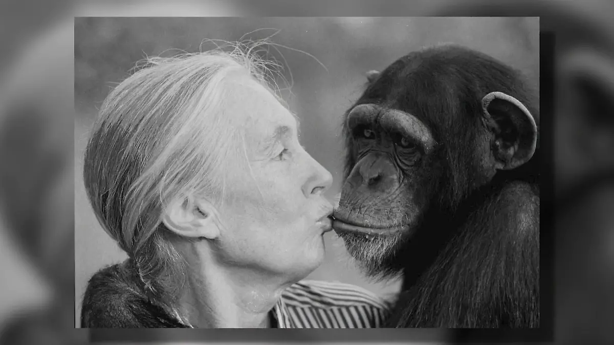 Trauer um Jane Goodall Weltweit bekannte Schimpansenforscherin ist tot