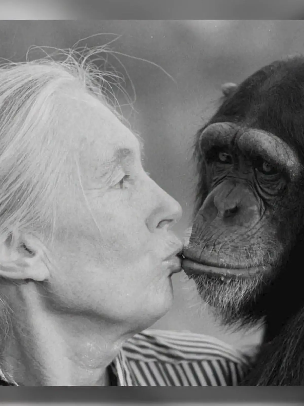 Bild zu: "Trauer um Jane Goodall"