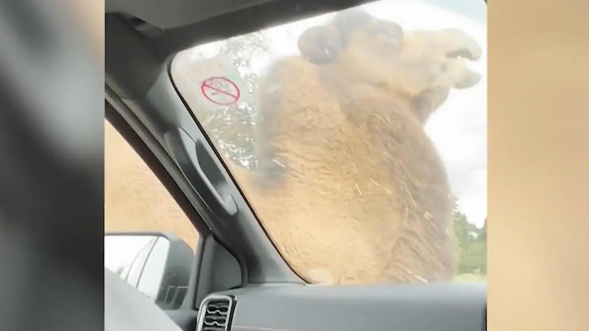 Kamel, bist du etwa geil? Auto bringt Trampeltier in Fahrt Aufreibende Szenen im Safaripark