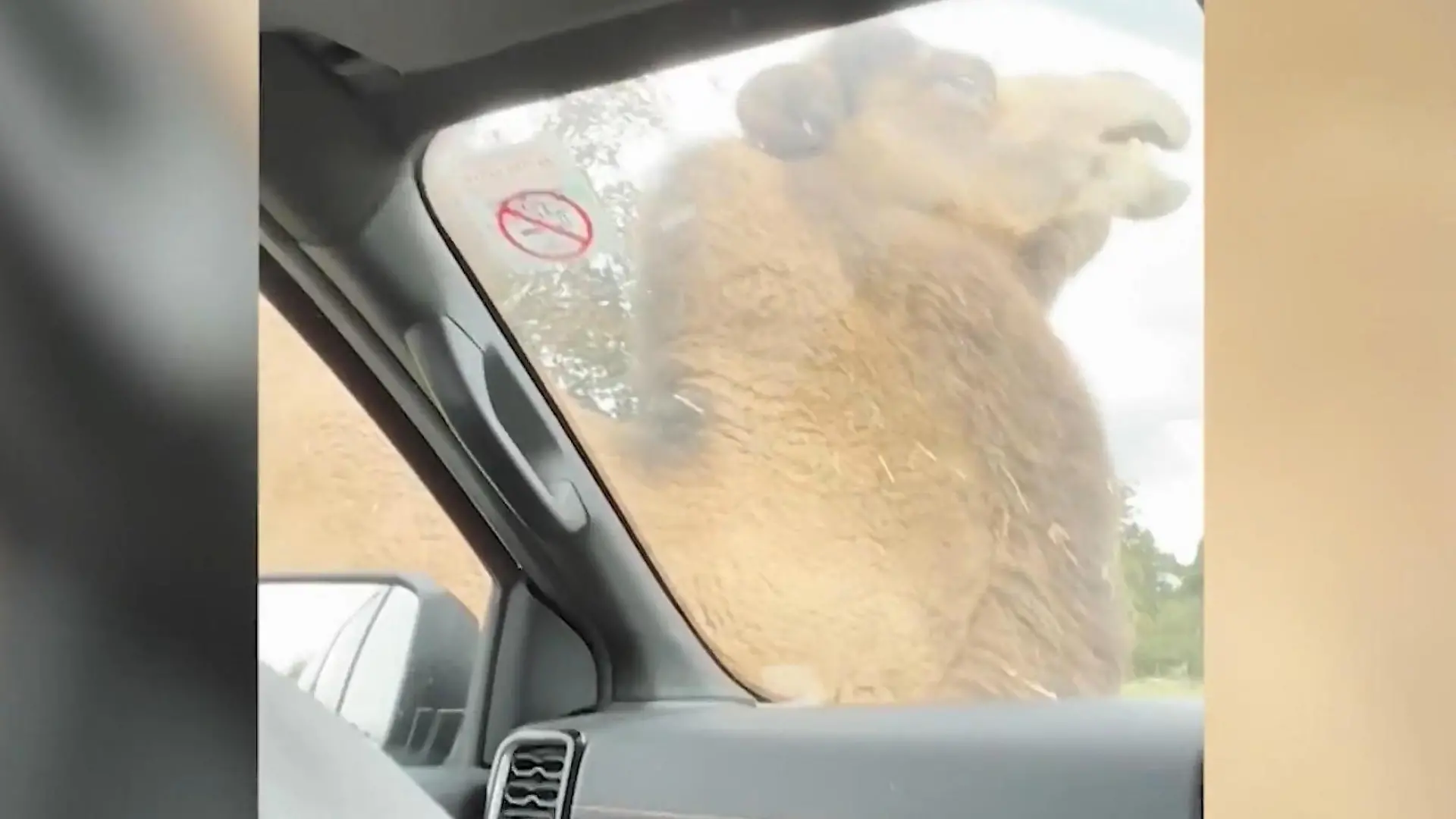 Kamel, bist du etwa geil? Auto bringt Trampeltier in Fahrt Aufreibende Szenen im Safaripark