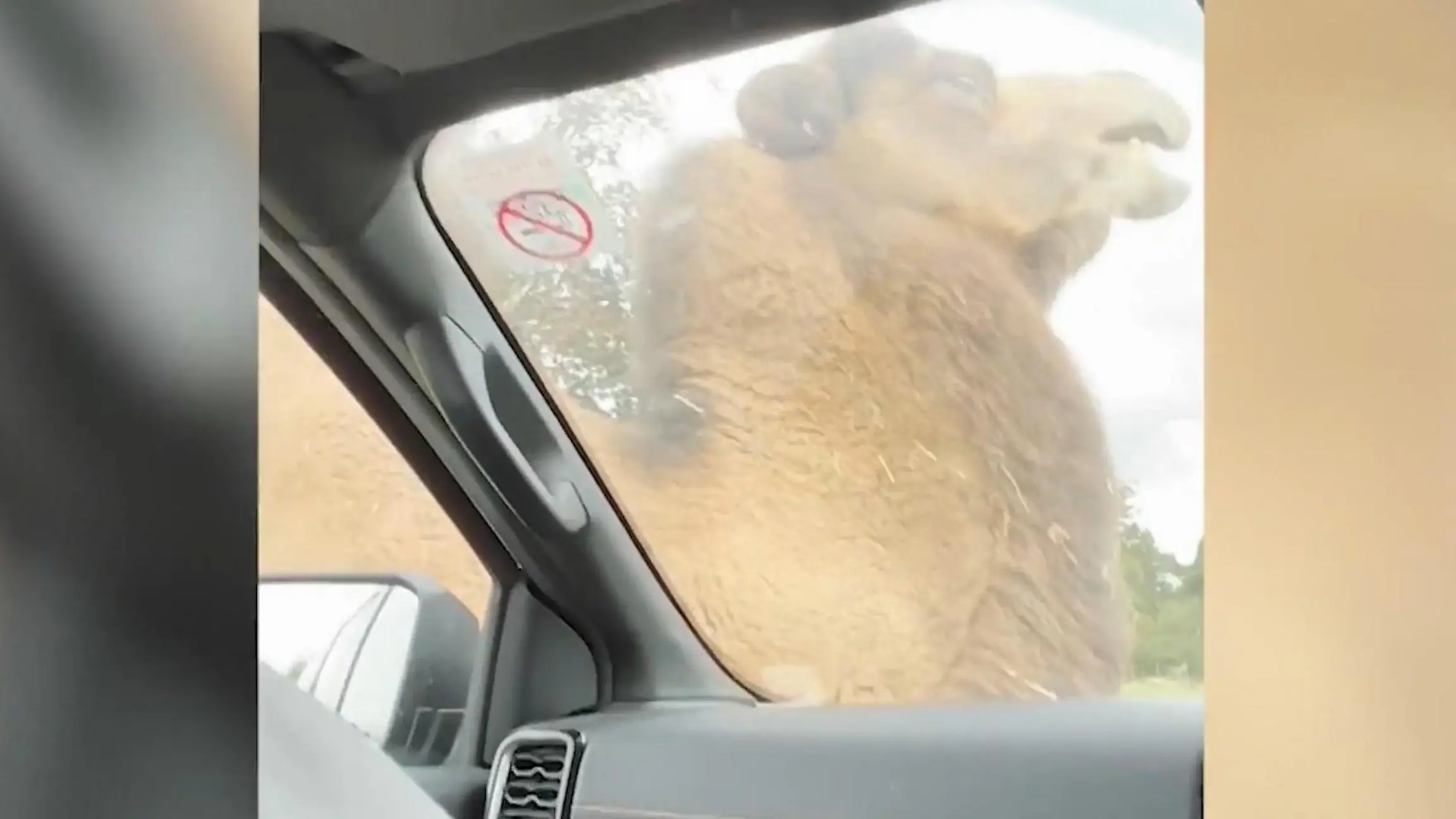Kamel, bist du etwa geil? Auto bringt Trampeltier in Fahrt Aufreibende Szenen im Safaripark