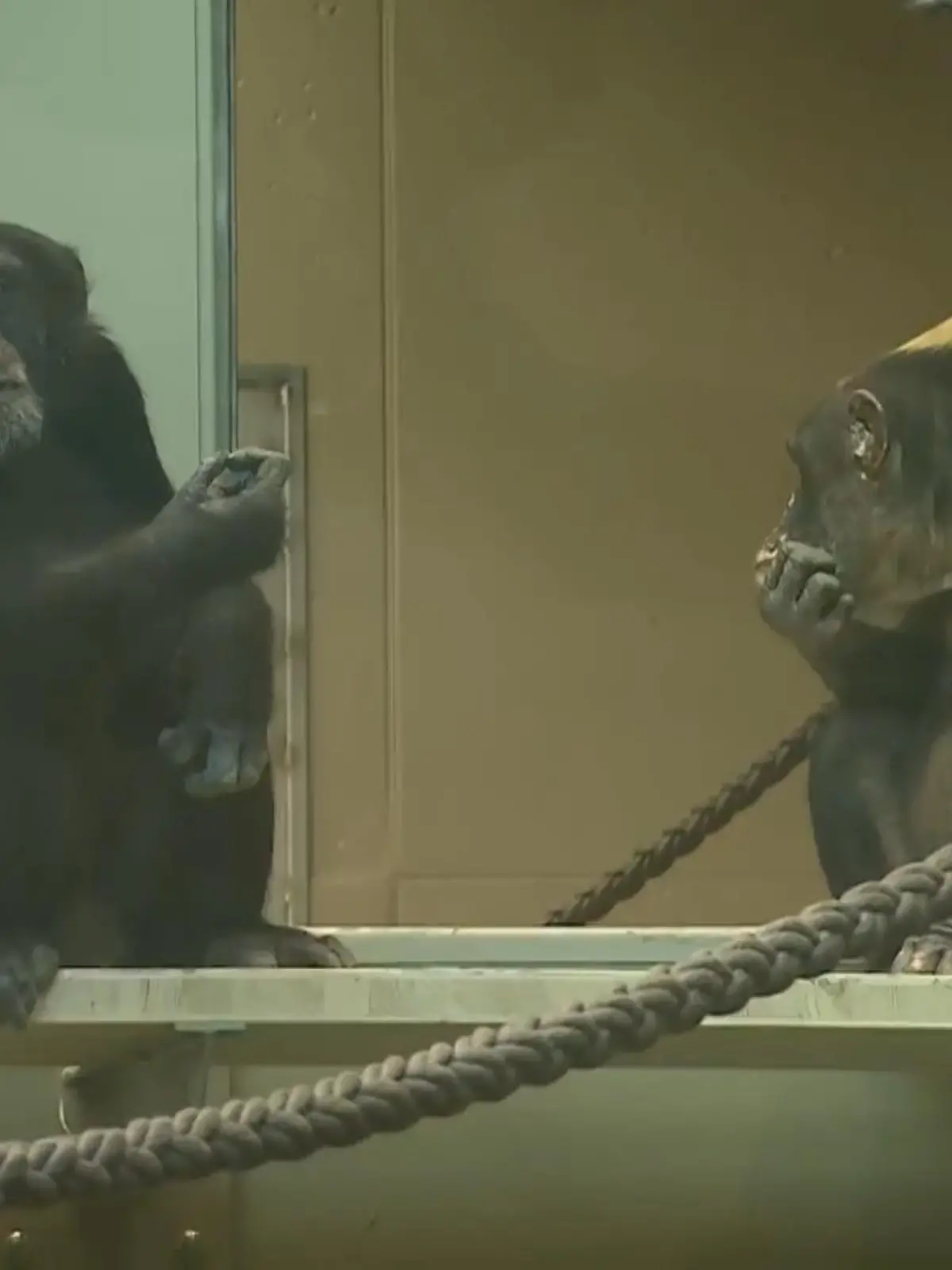 Bild zu: "Neuer Affenpark in Krefelder Zoo"
