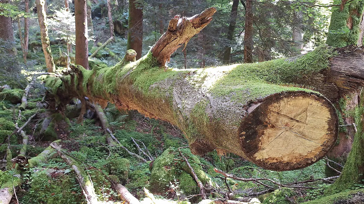 Umgestürzter Baum
