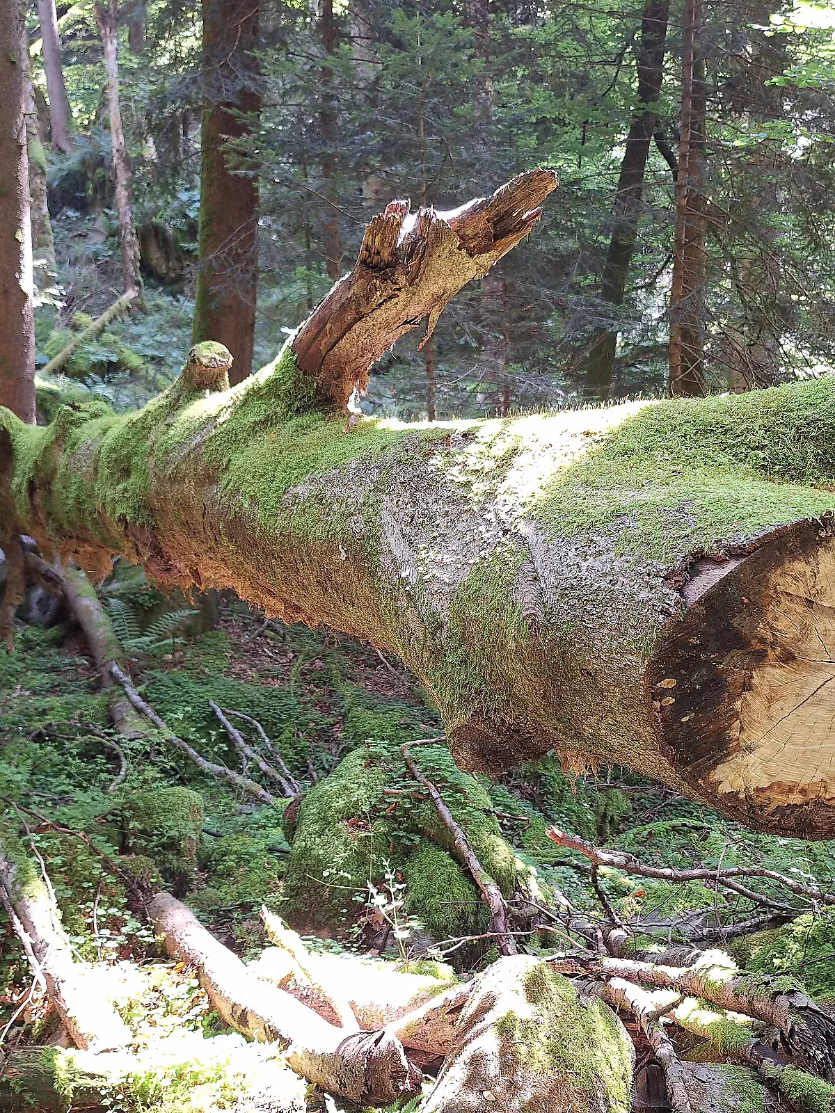 Umgestürzter Baum