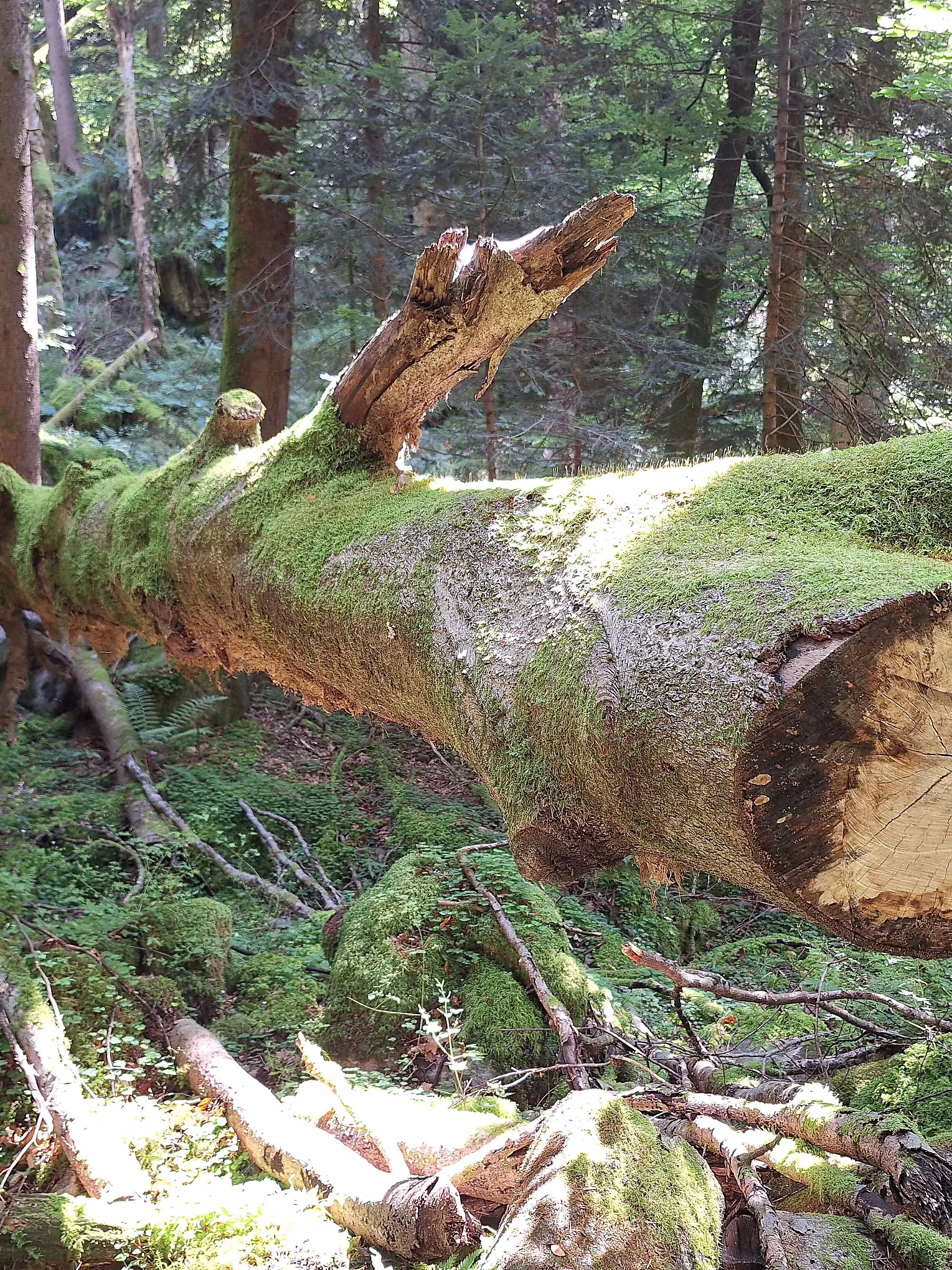 Umgestürzter Baum
