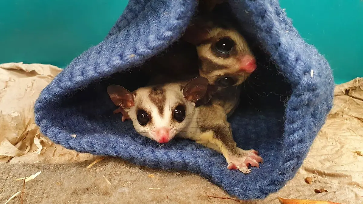 Zwei "Sugar-Glider" die verängstigt aus einem kleinen Beutelchen in die Kamera schauen.