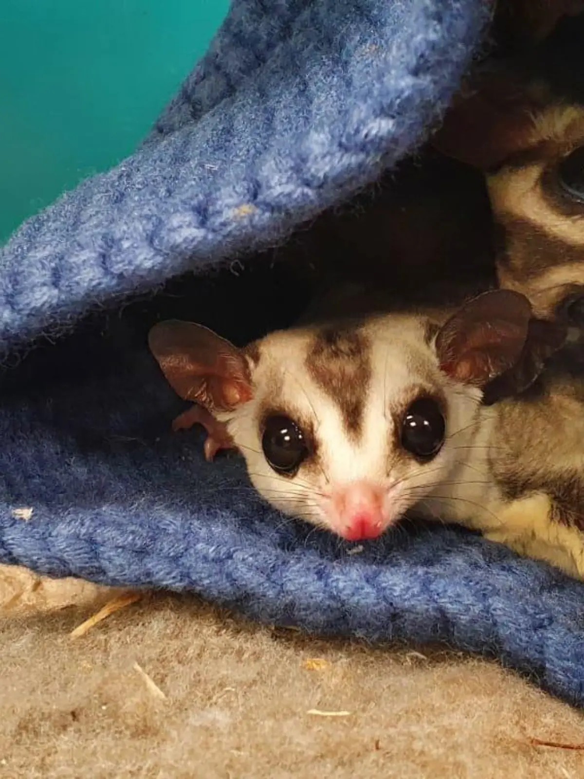 Zwei "Sugar-Glider" die verängstigt aus einem kleinen Beutelchen in die Kamera schauen.