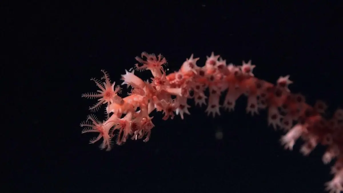 Seltene und neue Spezies entdeckt! DIESE Meerestiere begeistern die Unterwasserforscher Tief im Ozean