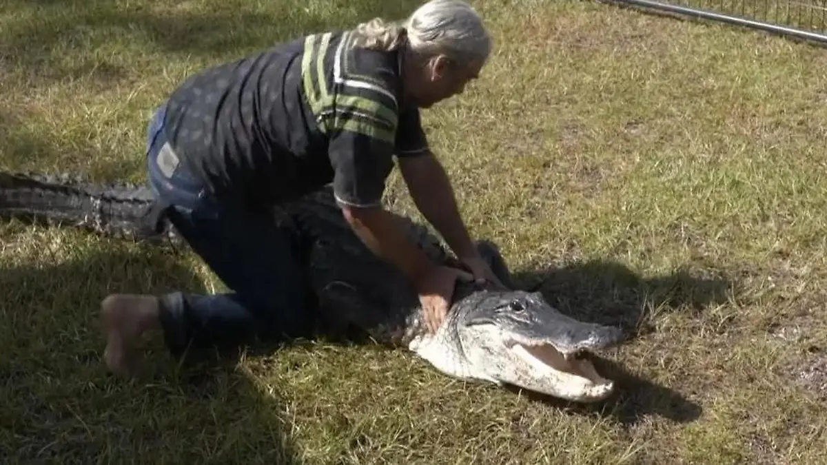 Nur mit Stock und Seil! Mann ringt mit Alligator – zum Schutze der Reptilien „Du wirst gebissen werden"