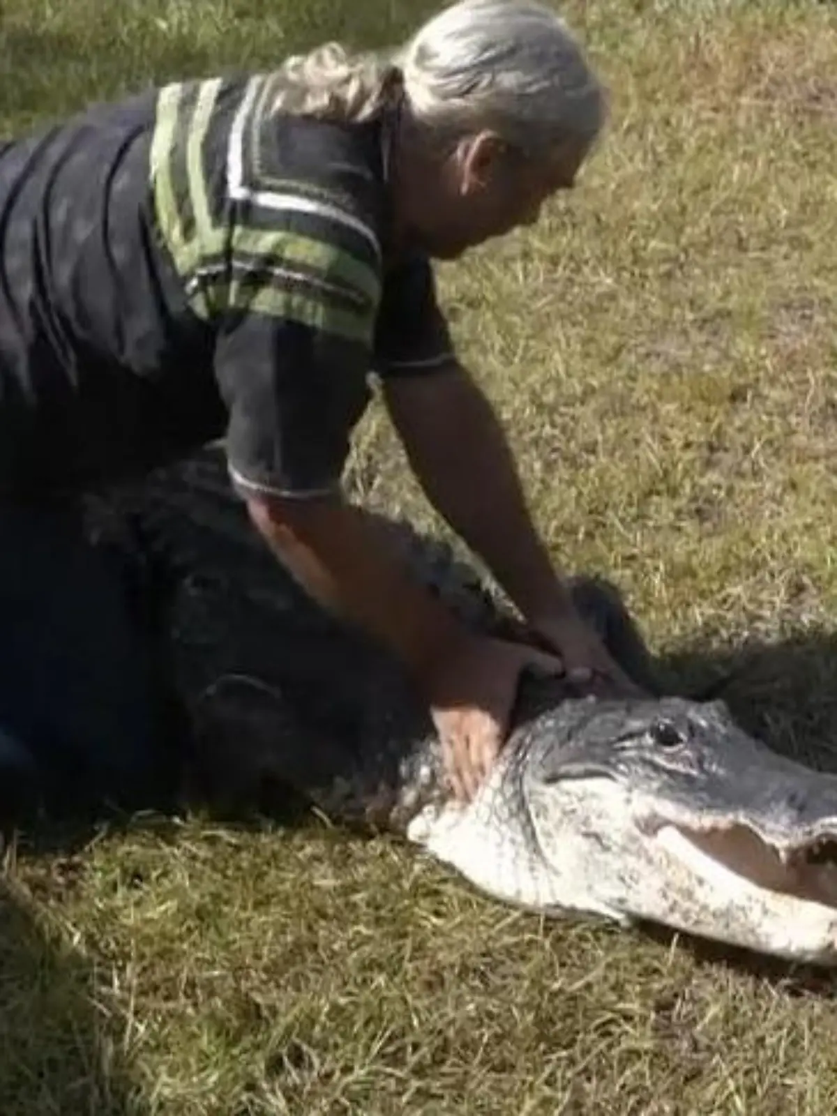 Bild zu: "Nur mit Stock und Seil! Mann ringt mit Alligator – zum Schutze der Reptilien"