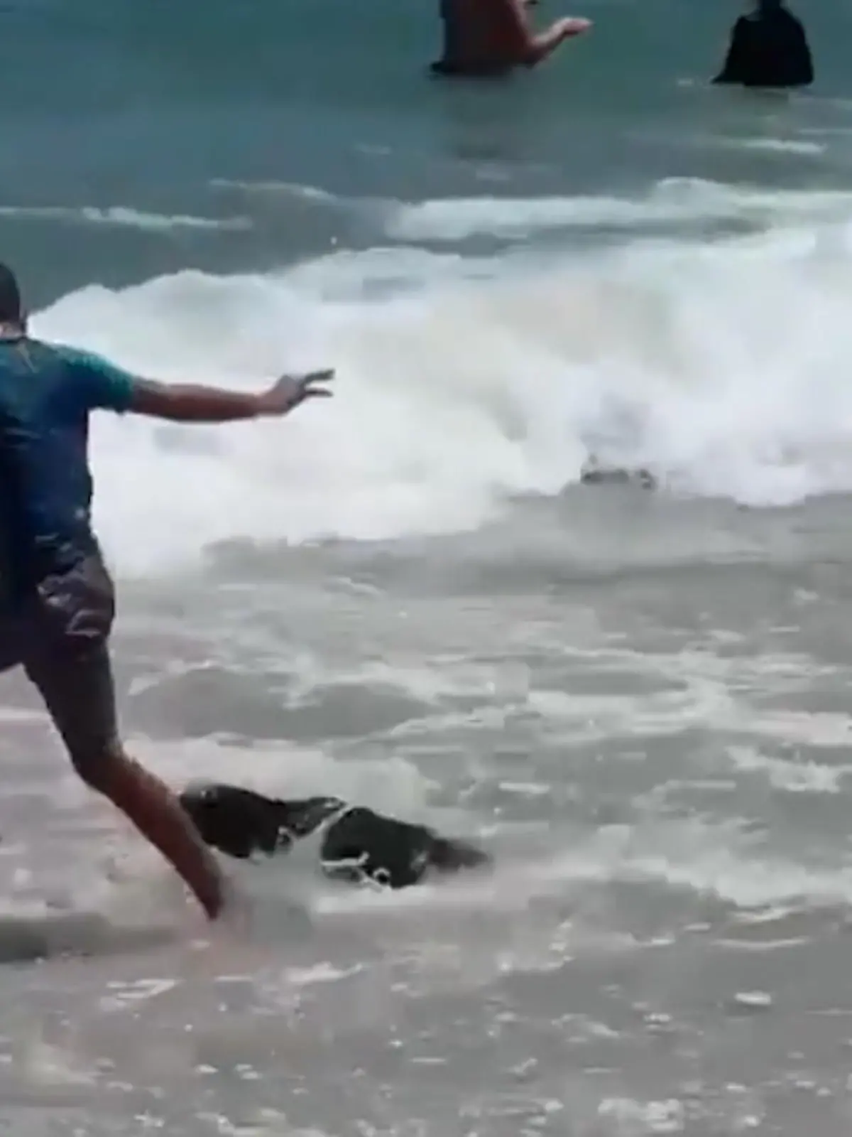 Dass Robben , wie hier an einem Strand in Südafrika, nicht nur süß sein können, zeigt dieser Clip.  Das Tier bläst nämlich zum Angriff und verletzt eine Frau.