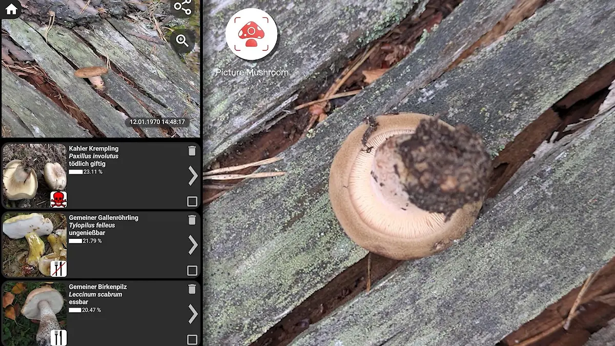 Keinen Pfifferling wert? So zuverlässig sind Pilz-Apps wirklich Bei diesem Pilz ist jede App ratlos
