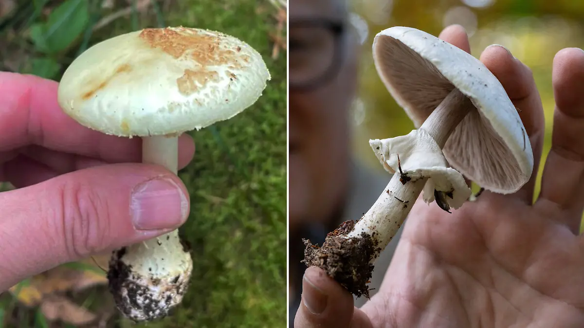 Vergleich Knollenblätterpilz und Champignon