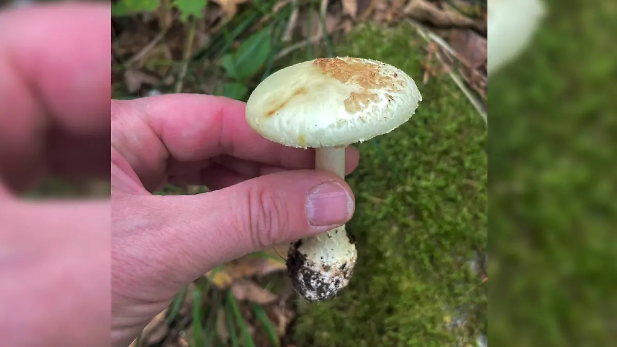 Knollenbl-tterpilz-erkennen-So-unterscheidet-ihr-den-giftigen-Doppelg-nger-vom-Champignon-