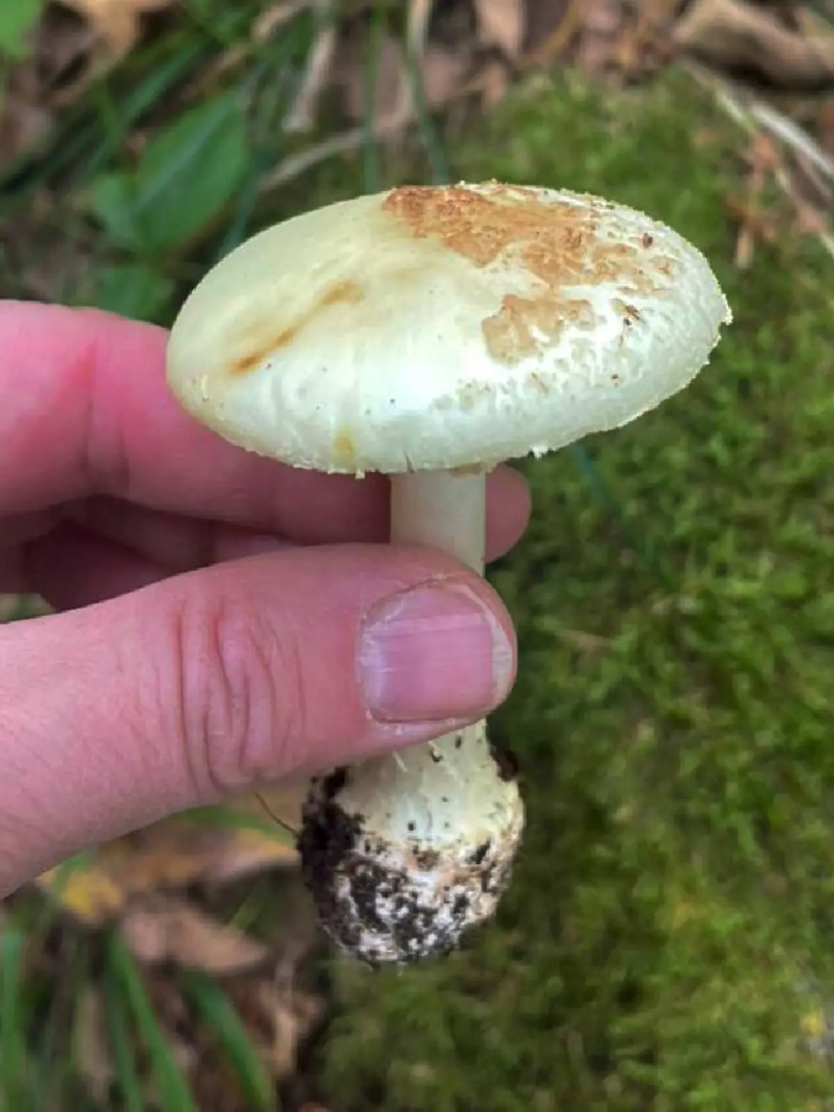 Knollenblätterpilz 