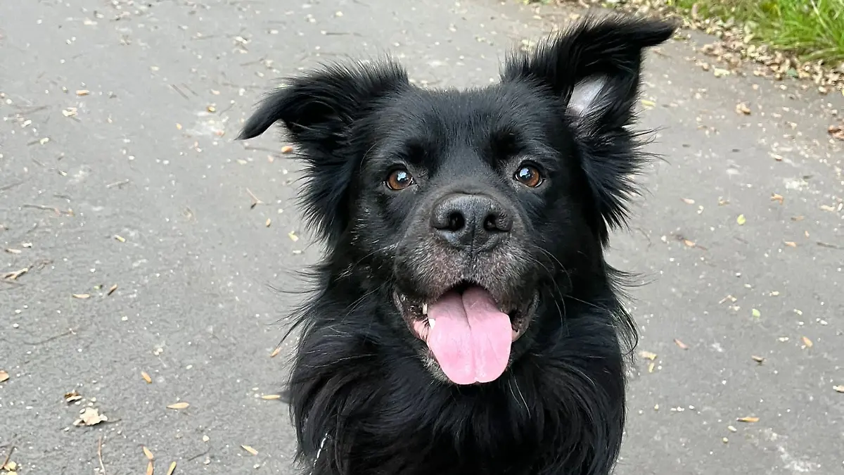 Chico.jpg