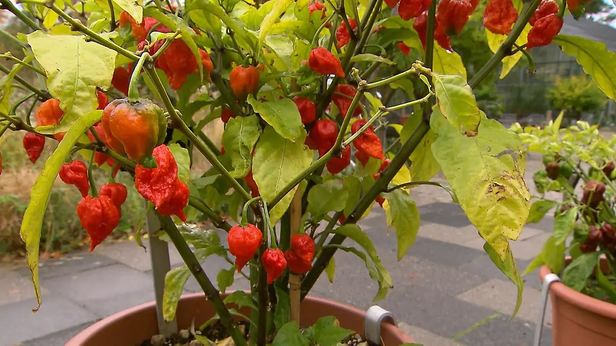 Die-sch-rfste-Chili-der-Welt-Besucher-d-rfen-in-Bochum-ihren-Mut-testen
