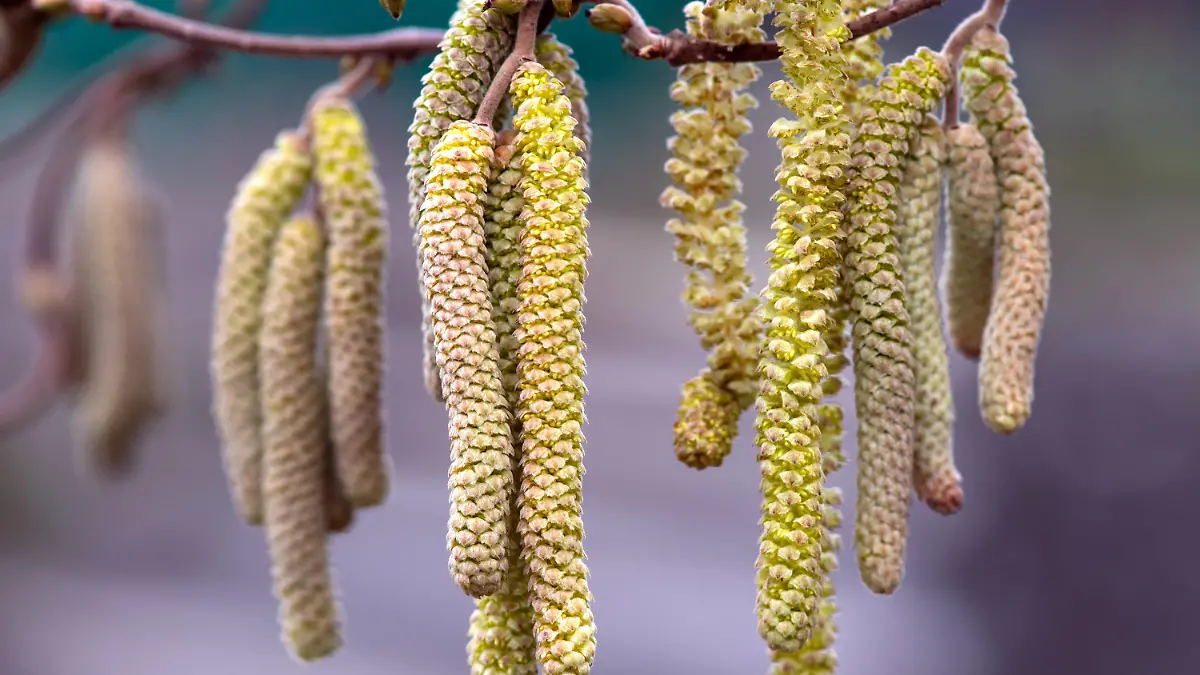 ARCHIV - 05.03.2020, Bayern, München: Männliche Kätzchen der gemeinen Hasel (Corylus avellana) hängen an den Zweigen eines Hanselnussstrauchs in einem Park. Die milden Temperaturen haben für Allergiker unangenehme Nebenwirkungen: Die Haselnuss blüht mancherorts schon seit Dezember, die Erle steht in den Startlöchern. (zu dpa «Schlechte Nachrichten für Allergiker: Die Haselnuss ist schon da») Foto: Sven Hoppe/dpa +++ dpa-Bildfunk +++