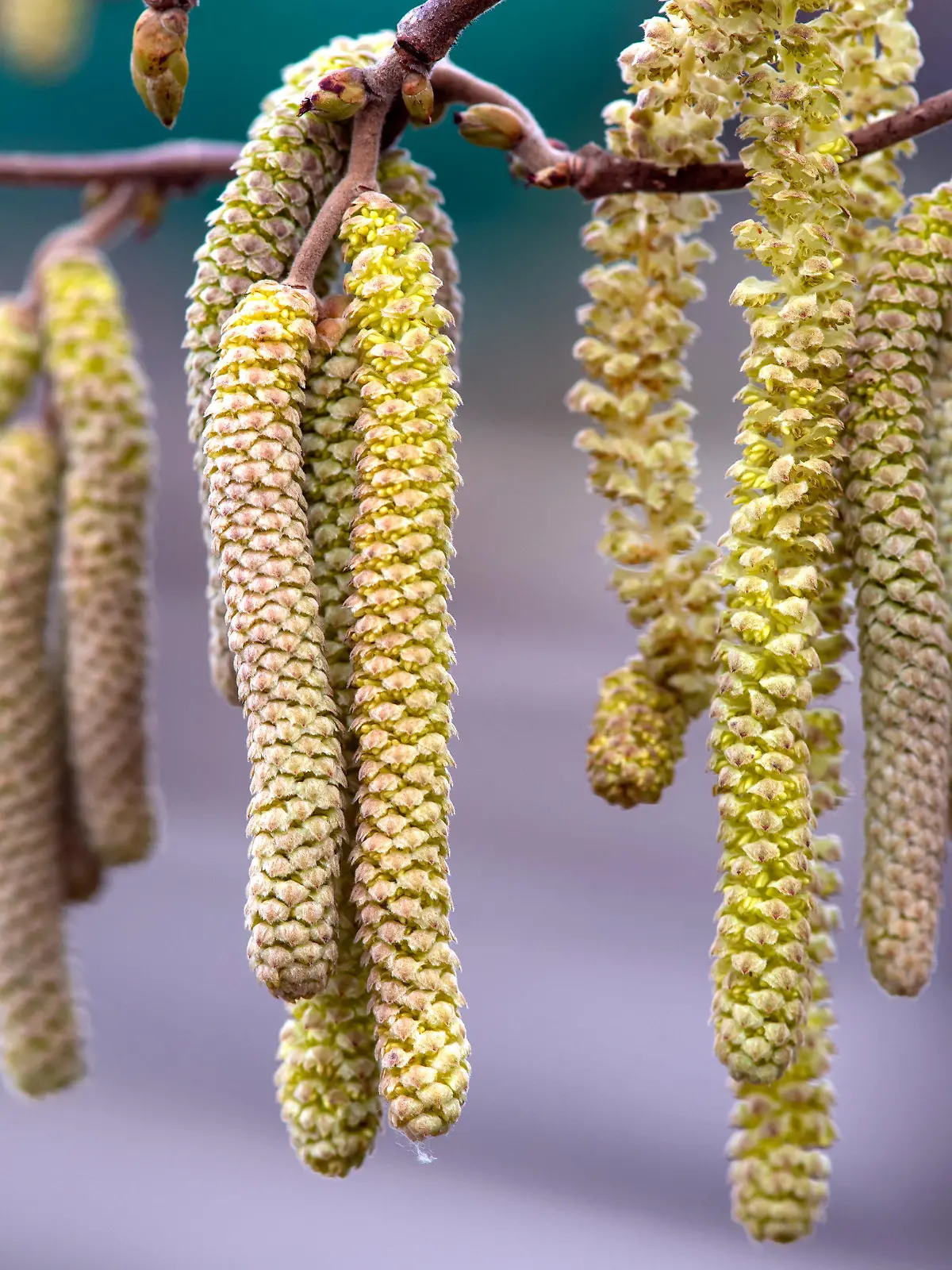 ARCHIV - 05.03.2020, Bayern, München: Männliche Kätzchen der gemeinen Hasel (Corylus avellana) hängen an den Zweigen eines Hanselnussstrauchs in einem Park. Die milden Temperaturen haben für Allergiker unangenehme Nebenwirkungen: Die Haselnuss blüht mancherorts schon seit Dezember, die Erle steht in den Startlöchern. (zu dpa «Schlechte Nachrichten für Allergiker: Die Haselnuss ist schon da») Foto: Sven Hoppe/dpa +++ dpa-Bildfunk +++
