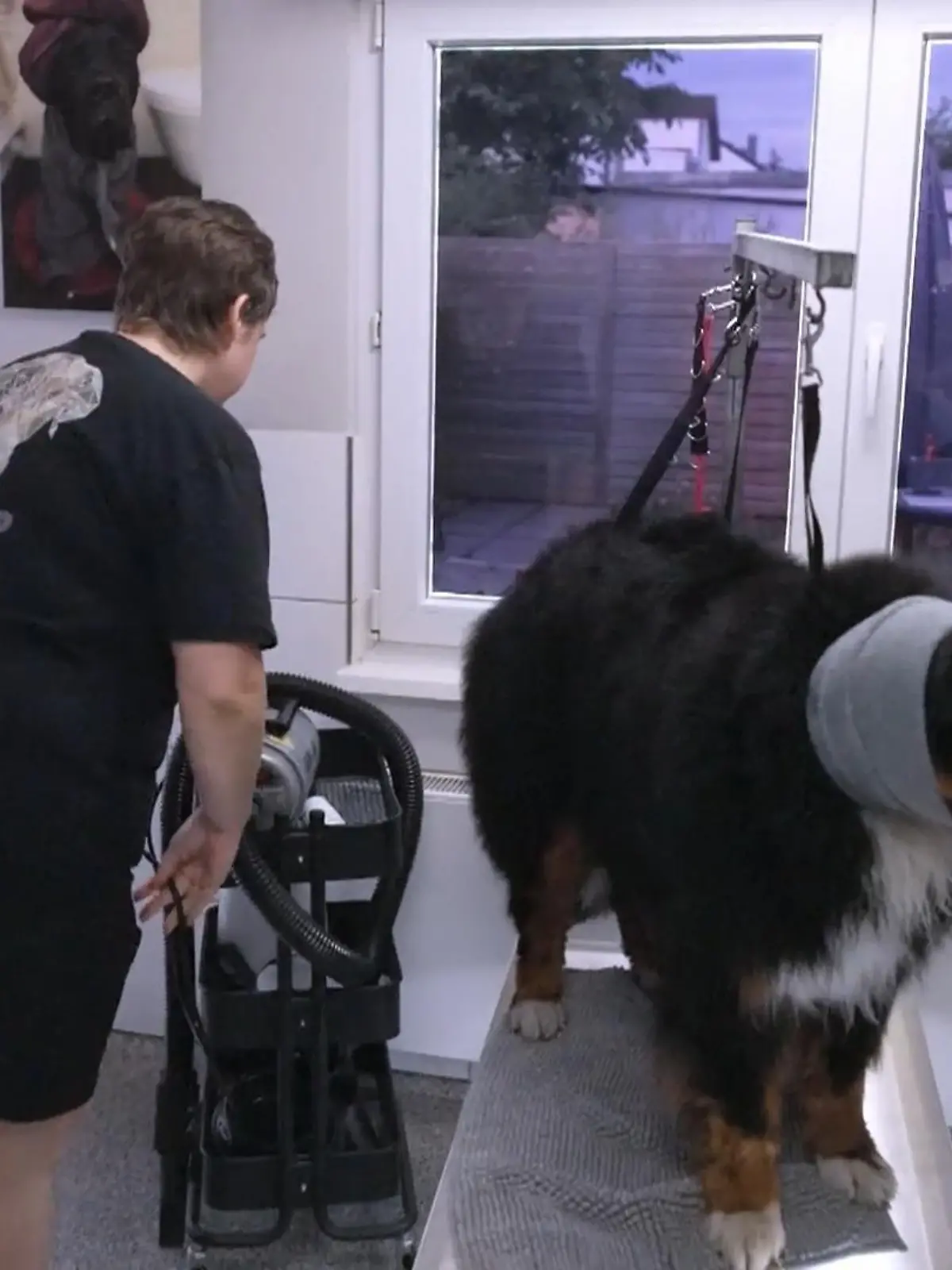 Bild zu: "Im Hundesalon rückt das Team Toni der Unterwolle zu Leibe"