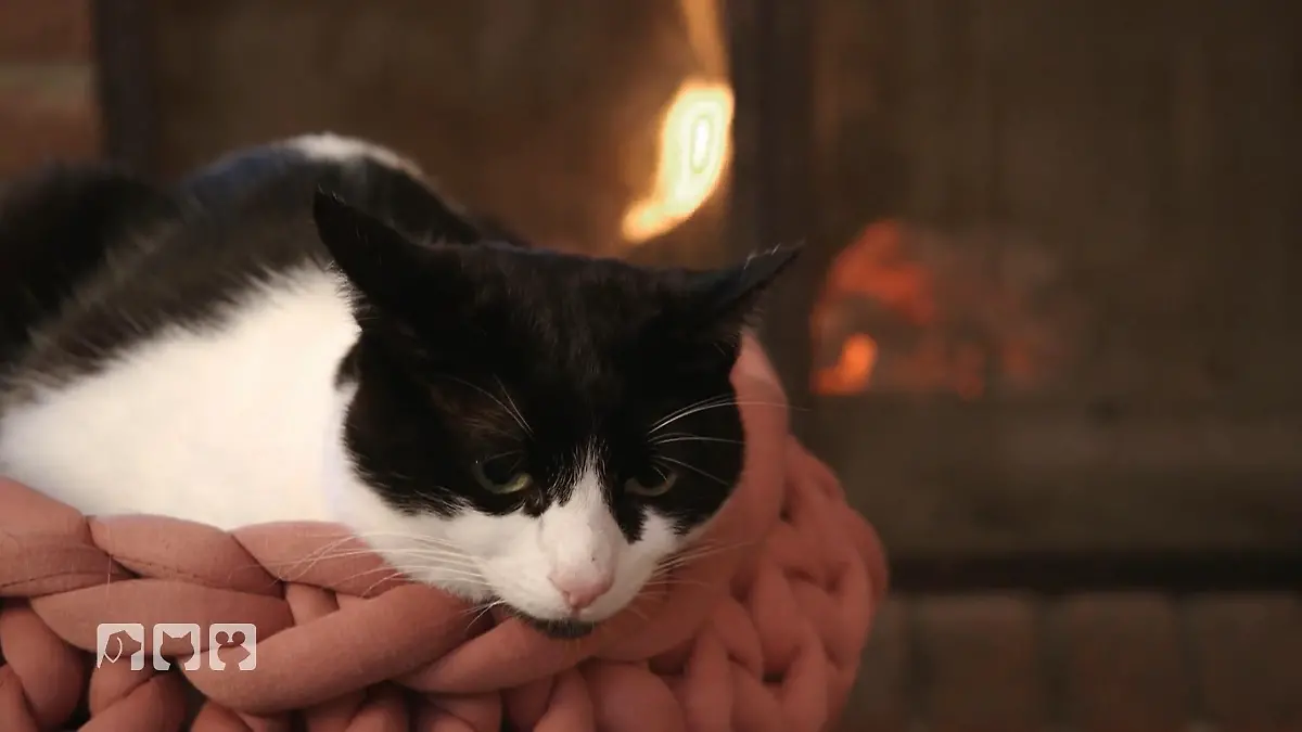 Kate Kitchenham sucht die beste Lösung für Katzenhalter Betreuung im Urlaub