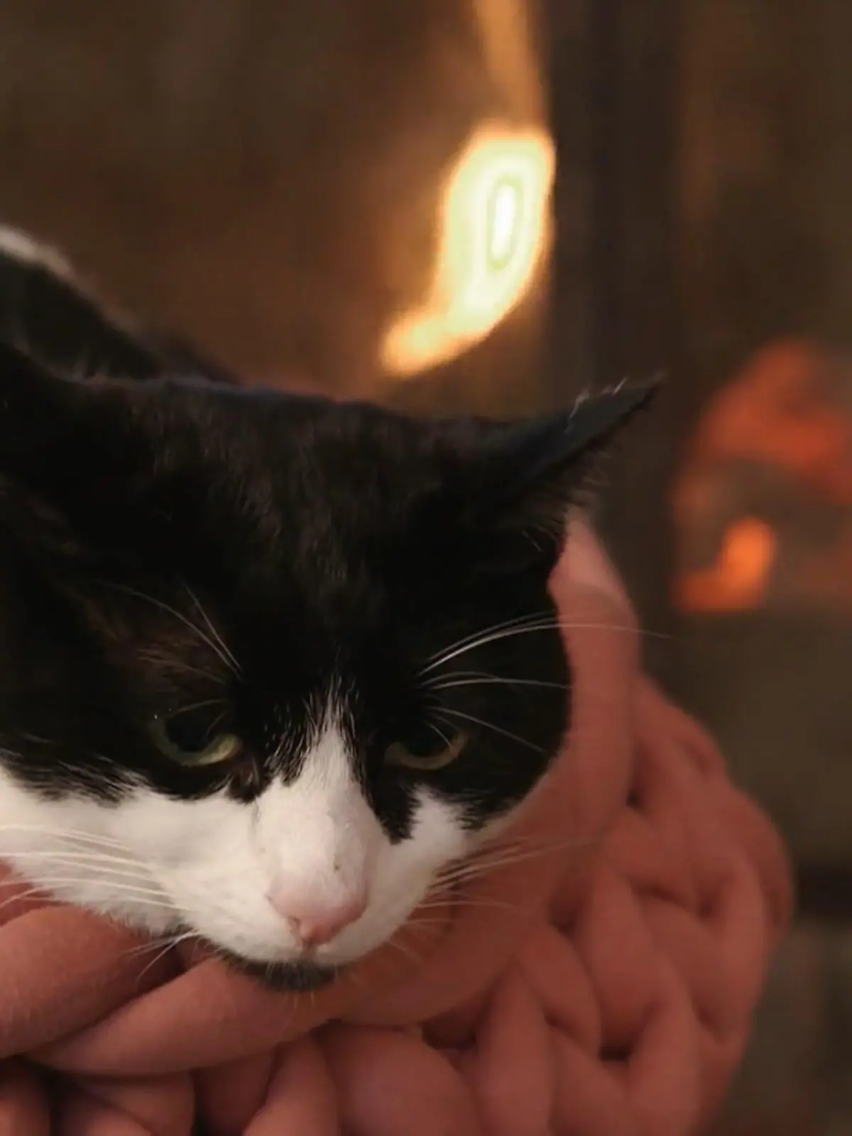 Bild zu: "Kate Kitchenham sucht die beste Lösung für Katzenhalter"