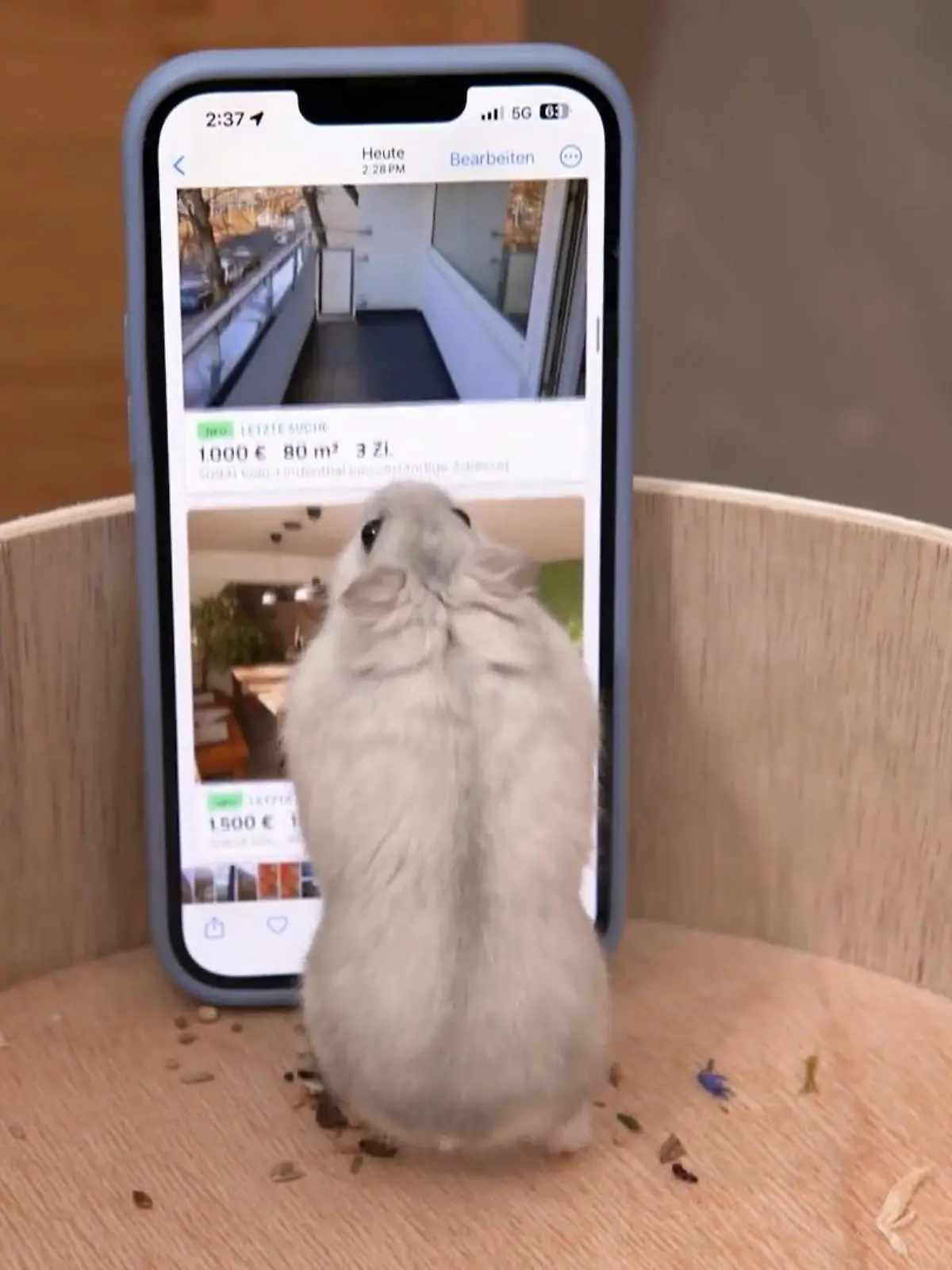 Bild zu: "Hamster Mylo bezieht sein neues Apartment"