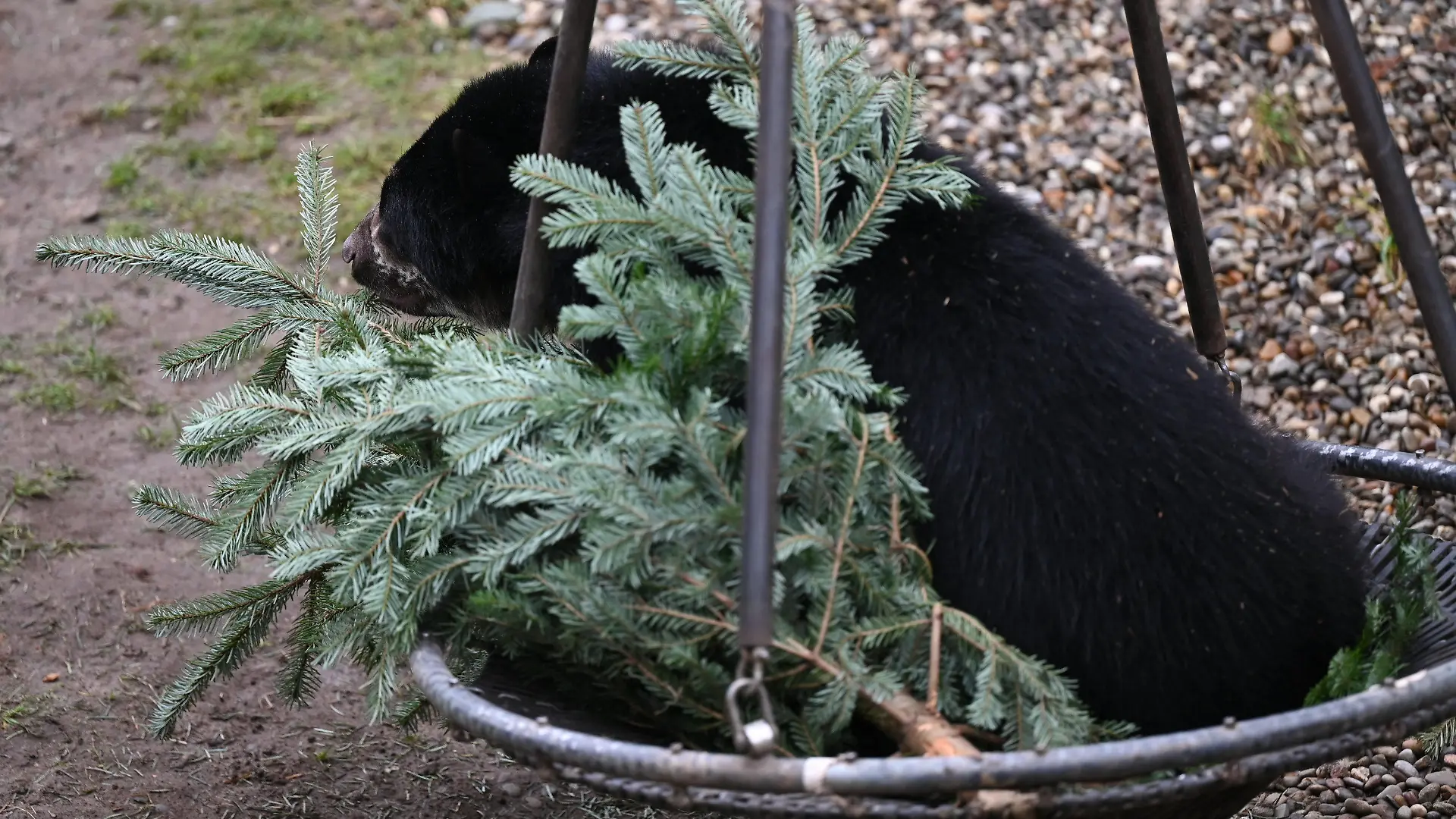 04.01.2023, Hessen, Frankfurt/Main: Ein junger Brillenbär liegt im Gehege des Frankfurter Zoos neben einem Weihnachtsbaum in einer Schaukel. Des einen Müll ist des anderen Schatz: Unverkaufte Weihnachtsbäume finden im Zoo Frankfurt eine zweite Verwendung. Die Nadelbäume kommen dort als Futter oder Spielzeug in die Tiergehege. (zu dpa "Alte Weihnachtsbäume finden neuen Nutzen im Zoo") Foto: Arne Dedert/dpa +++ dpa-Bildfunk +++