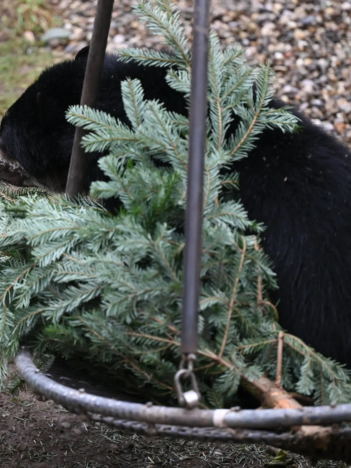 04.01.2023, Hessen, Frankfurt/Main: Ein junger Brillenbär liegt im Gehege des Frankfurter Zoos neben einem Weihnachtsbaum in einer Schaukel. Des einen Müll ist des anderen Schatz: Unverkaufte Weihnachtsbäume finden im Zoo Frankfurt eine zweite Verwendung. Die Nadelbäume kommen dort als Futter oder Spielzeug in die Tiergehege. (zu dpa "Alte Weihnachtsbäume finden neuen Nutzen im Zoo") Foto: Arne Dedert/dpa +++ dpa-Bildfunk +++