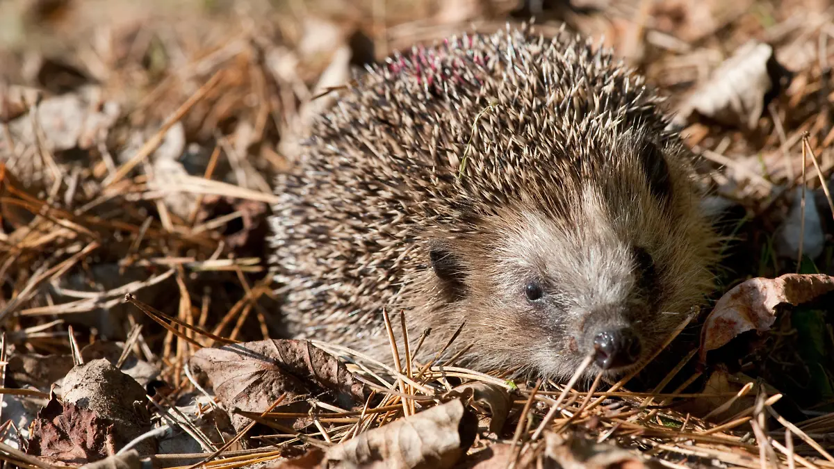 Ein Igel (Erinaceidae) laeuft am 06.10.2014 in Boehmerheide (Brandenburg) durch einen Garten. Foto: Klaus-Dietmar Gabbert