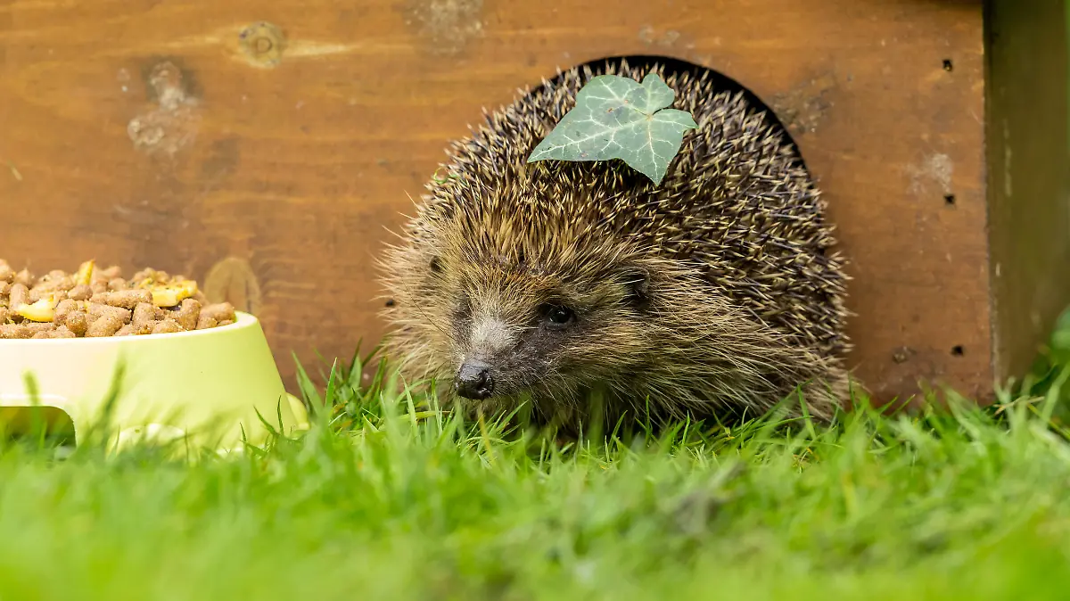 Hedgehog, (Scientific name: Erinaceus Europaeus), wild, native, European hedgehog facing forward and leaving the hedgehog house in early Spring. Horizontal, space for copy.