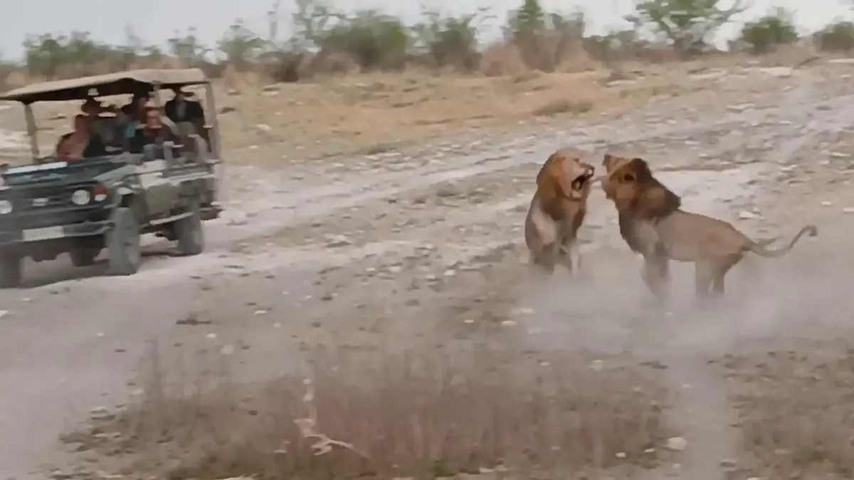Knapp vor Touristen-Jeeps! Löwen-Männchen liefern sich brutalen Kampf Bei Safari in Südafrika