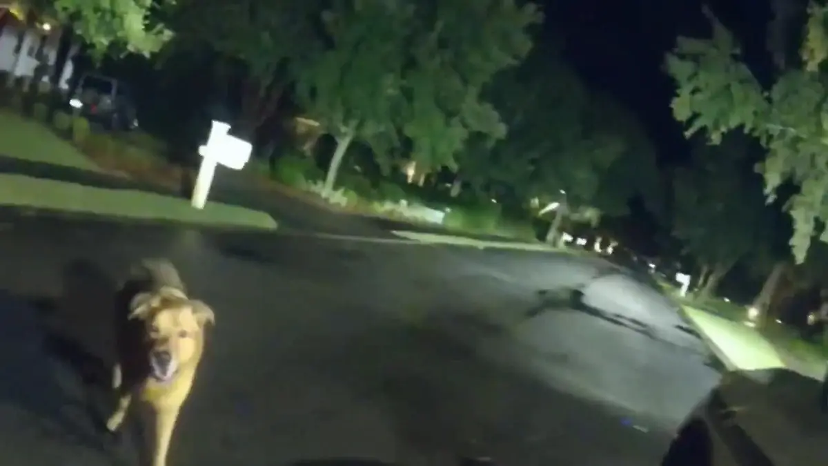 Polizistin sucht vermisste Frau – und bekommt unerwarteten Beistand auf vier Pfoten! Hund hilft bei Einsatz in Florida (USA)