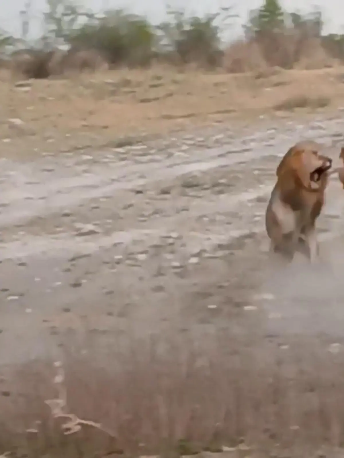 Bild zu: "Knapp vor Touristen-Jeeps! Löwen-Männchen liefern sich brutalen Kampf"