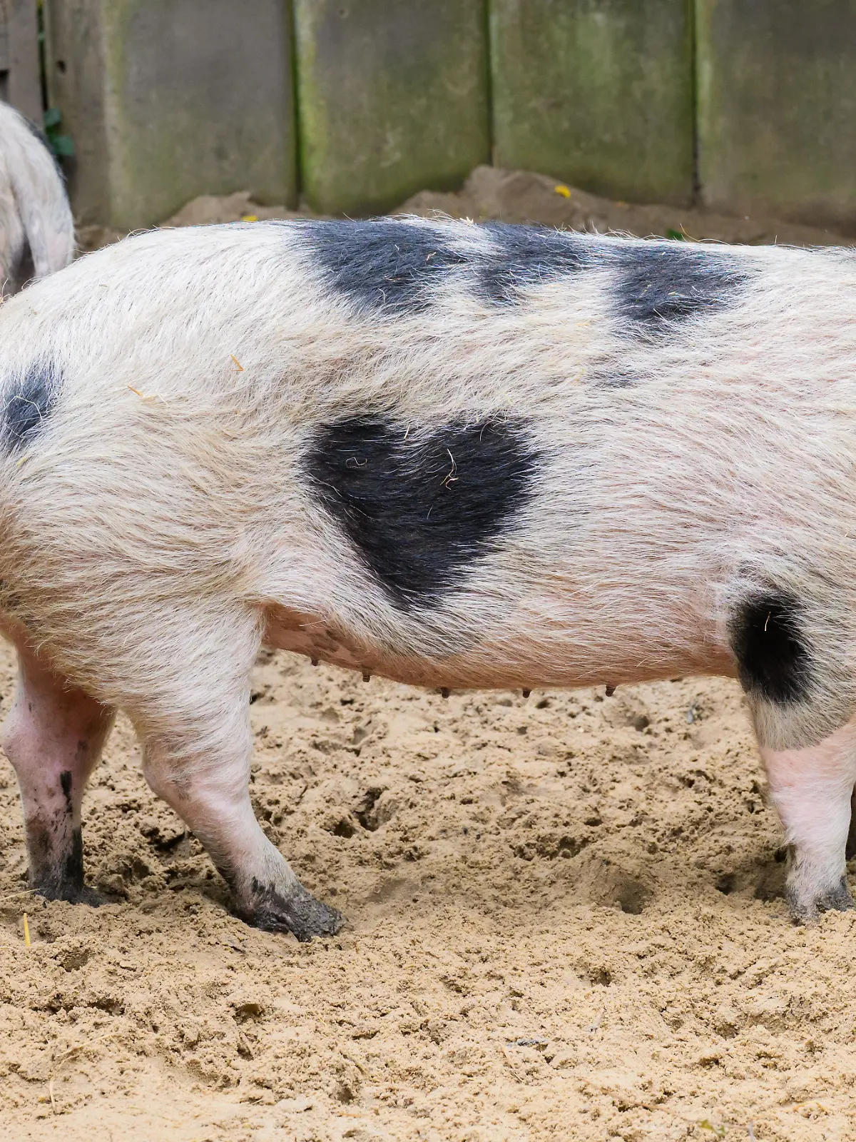 Bild zu: "Dieses Schwein trägt das Herz auf der Haut! Wilma ist der Hingucker im Stall"
